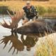 Hunt Alaska Moose (Archery Friendly)