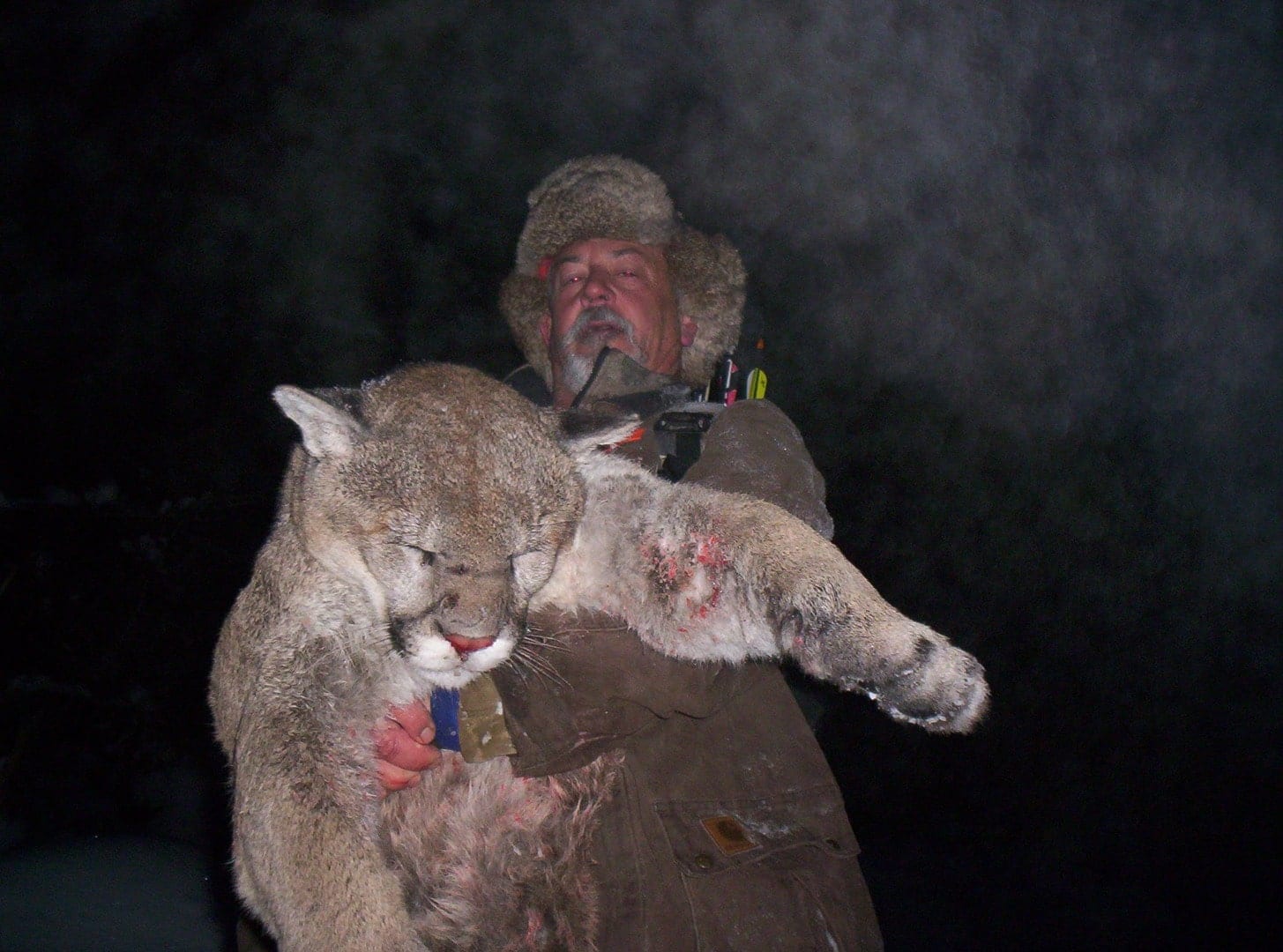 Big mature tom mountain lion