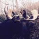 Shiras Moose Hunts