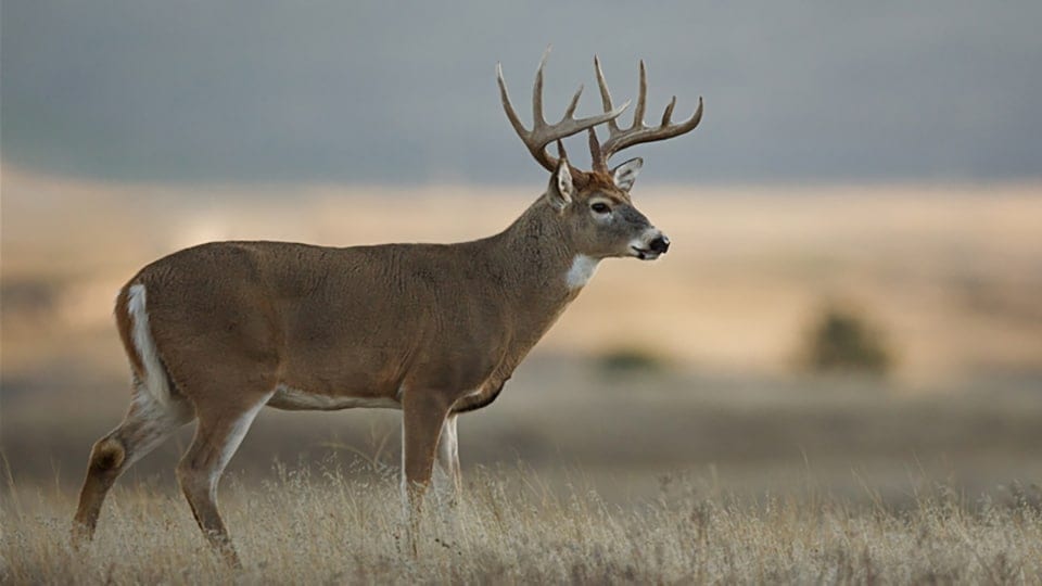 Whitetail Deer hunts in Northeast Wyoming