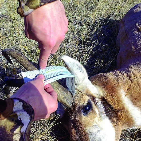 » Outdoors International Are you ready to strap your tag on a big antelope?