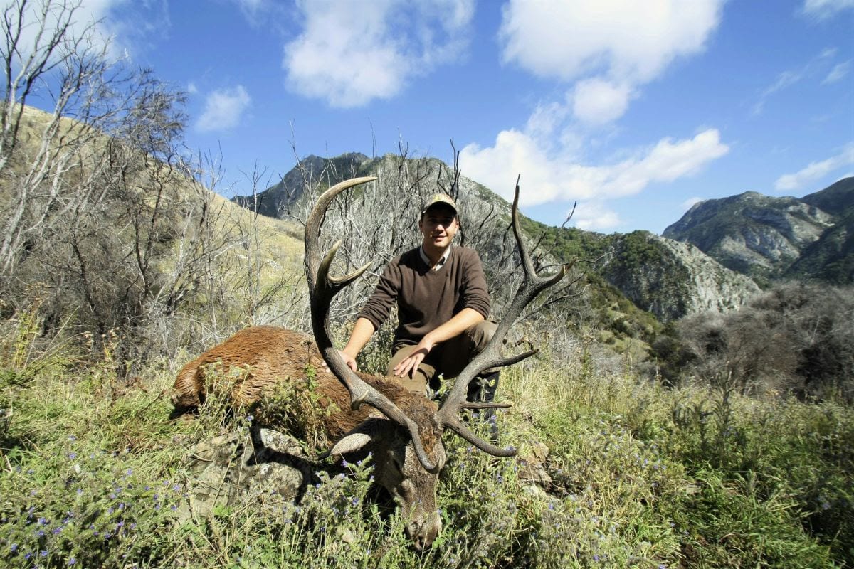 A good representative Red Stag from the top of the South Island, 37″ long, 11 points. Note the missing bey/bez tine quite common in a lot of NZ herds