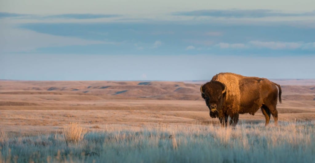 Bison are one of the species benefiting from re-stocking with funds raised through Utah’s Conservation Permit Program.