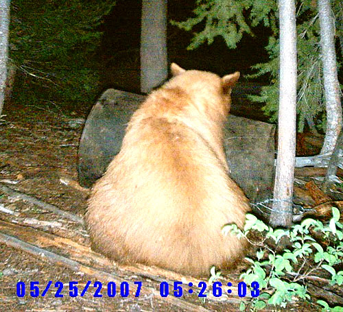 » Outdoors International we had a nice blonde bear spotted for them as well.