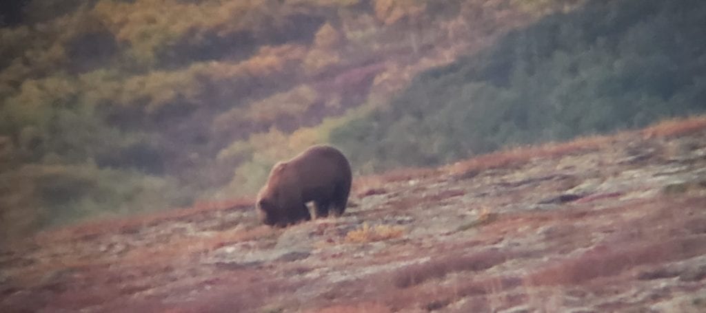 » Outdoors International Grizzly bears everywhere!
