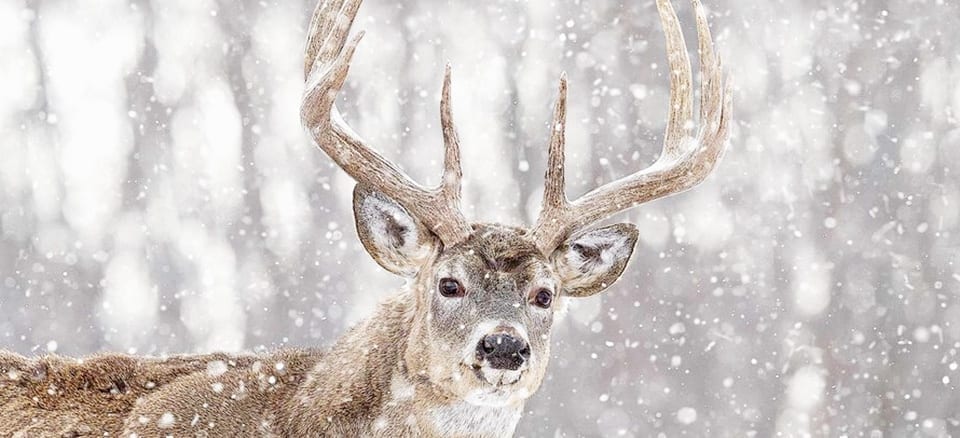 Late Season Archery Deer Hunts in Washington