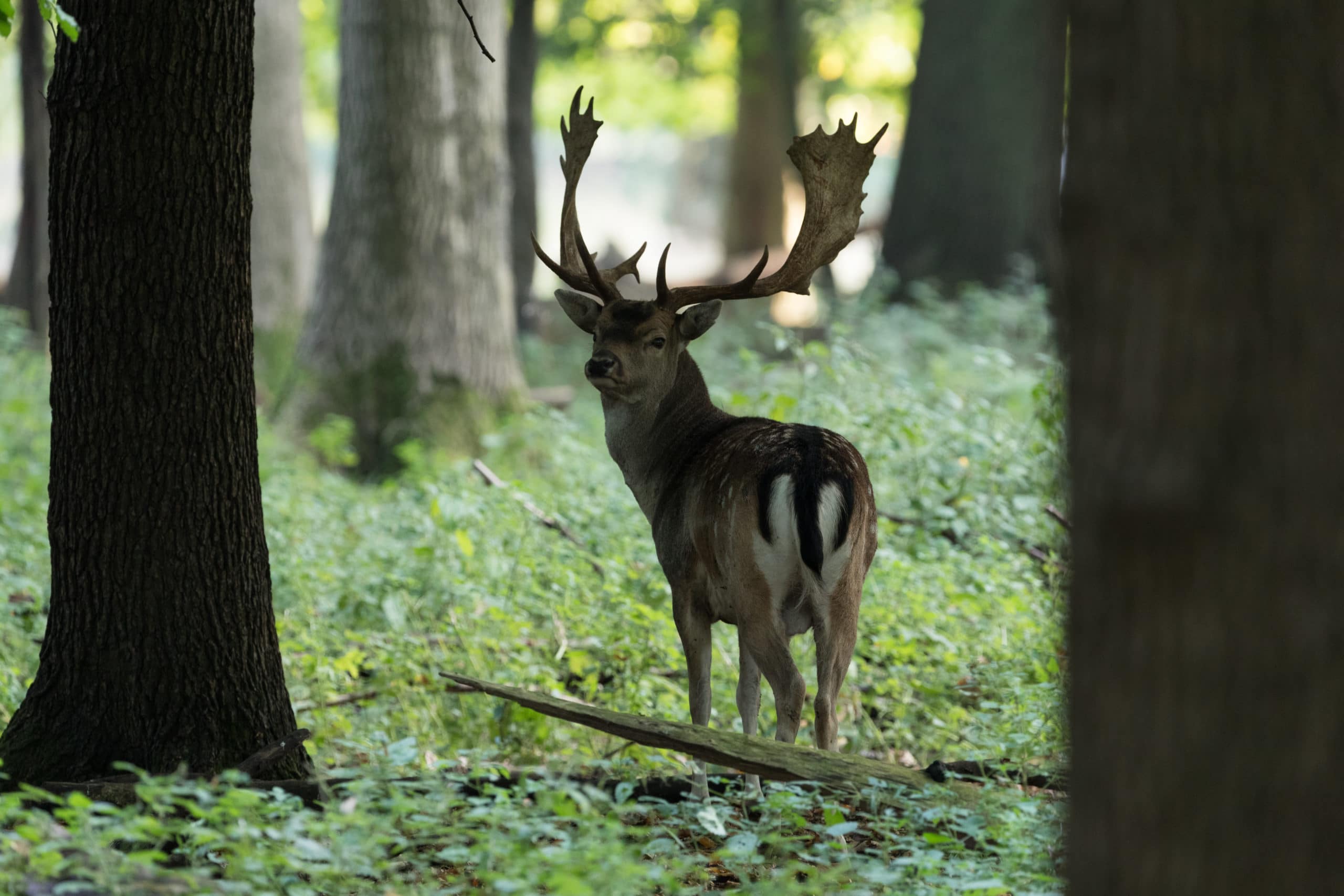 Fallow deer hunts