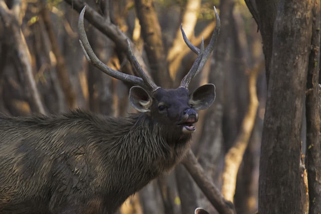 Sambar Deer