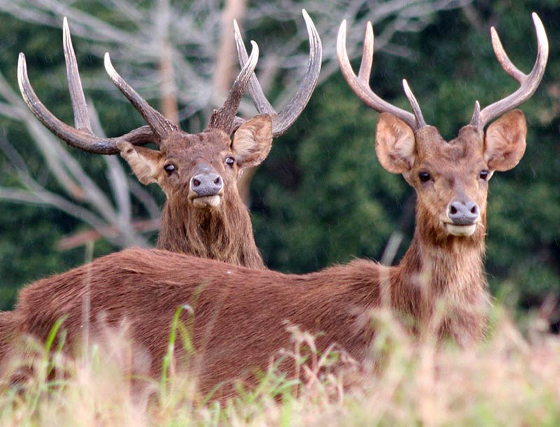 Rusa Deer Hunts