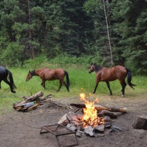 Horses in camp