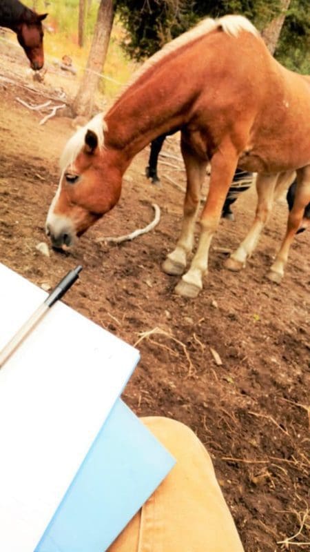 Wilderness-Retreats-for-Women-Journal Horse » Outdoors International Journaling