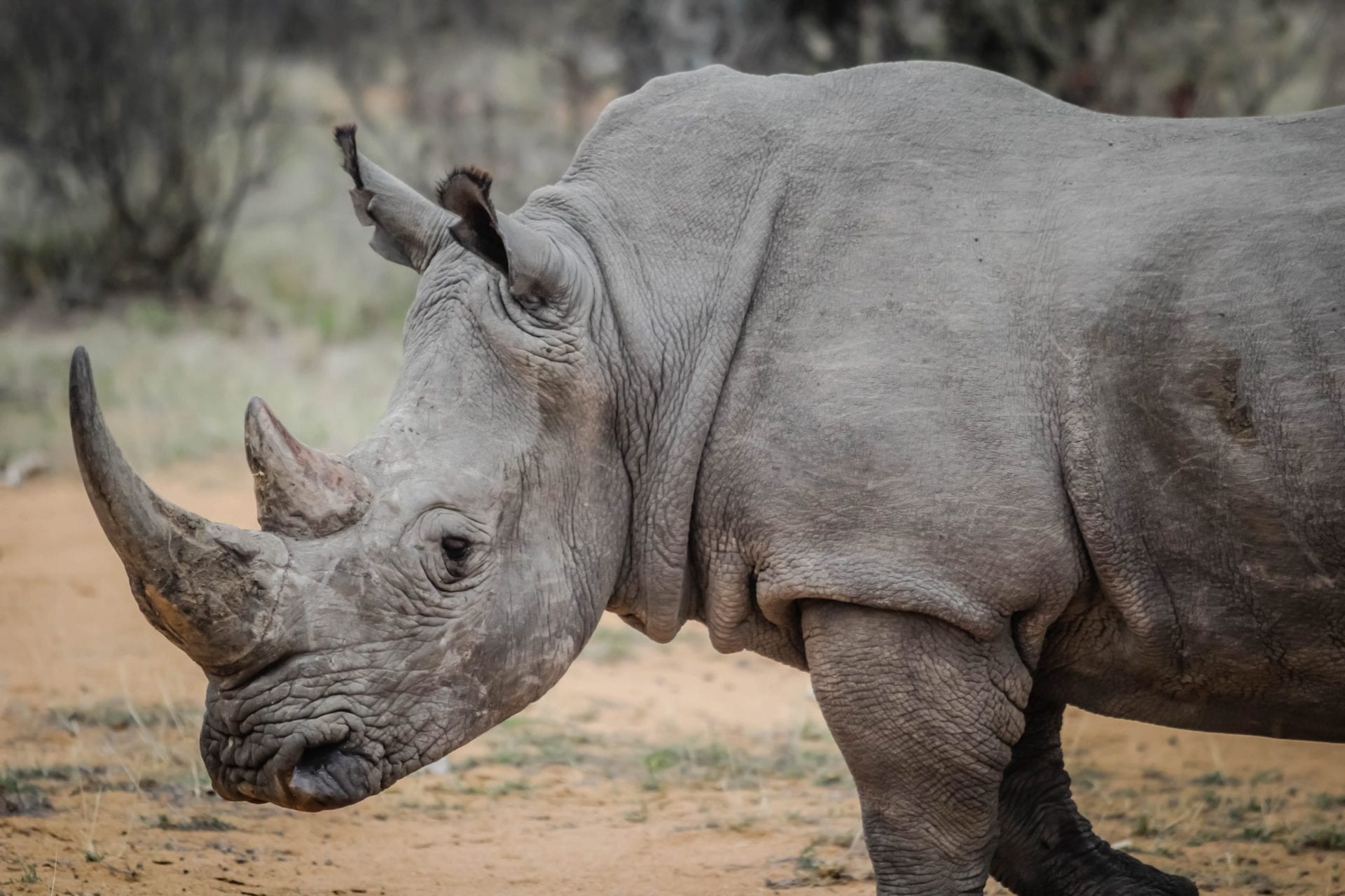 Rhino hunting safaris