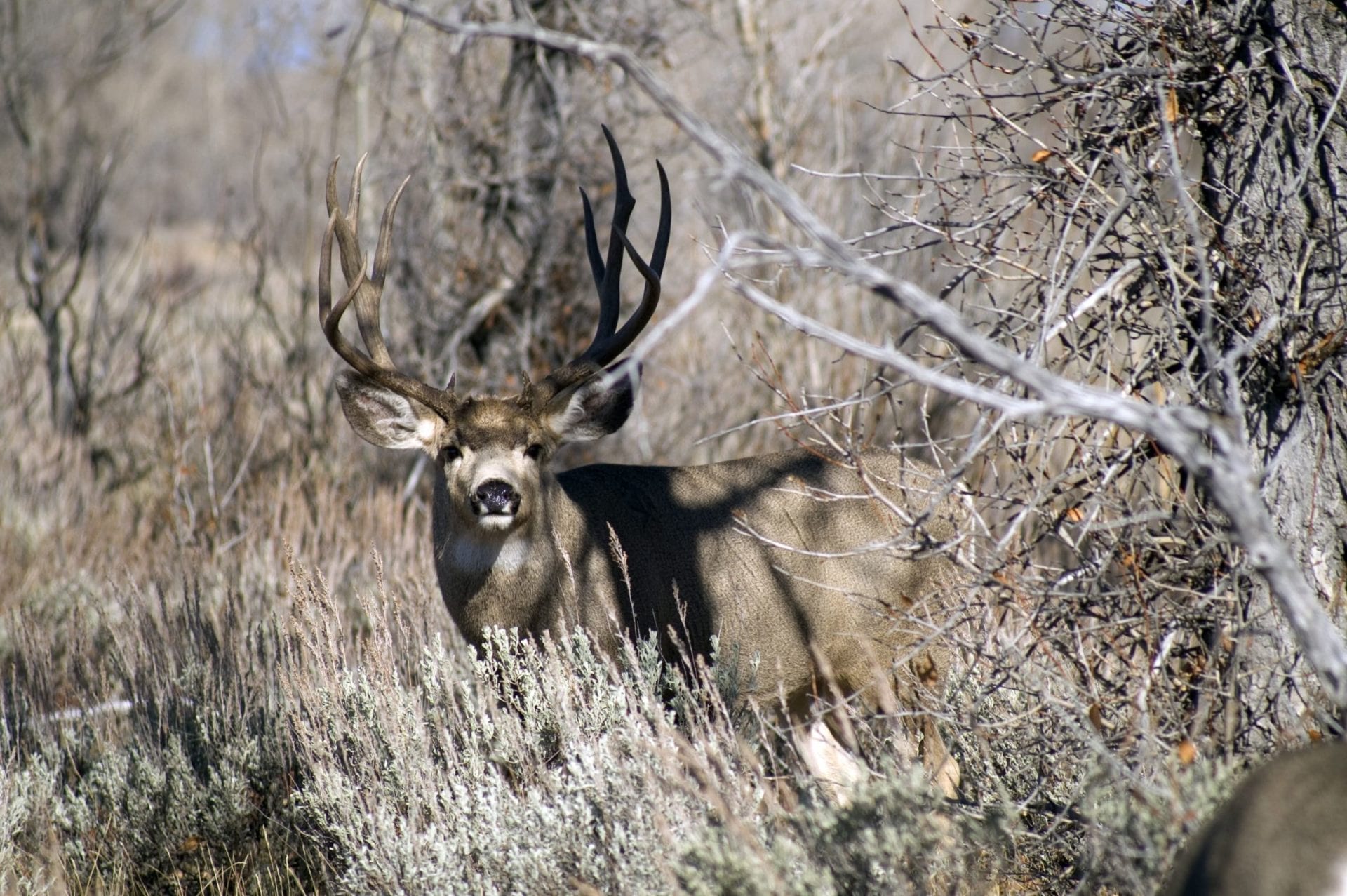 Mule Deer