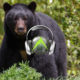 How to Call in a Black Bear