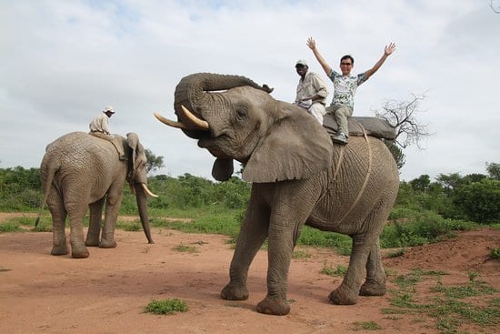 Elephant ride in south africa