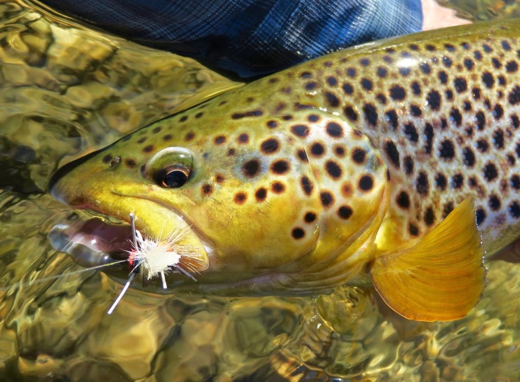 Dry fly fishing for browns in Argentina