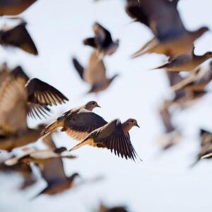 Dove Hunting