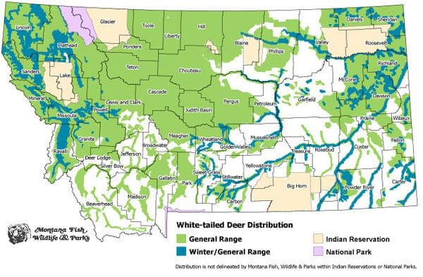 Distribution of whitetail deer in Montana.