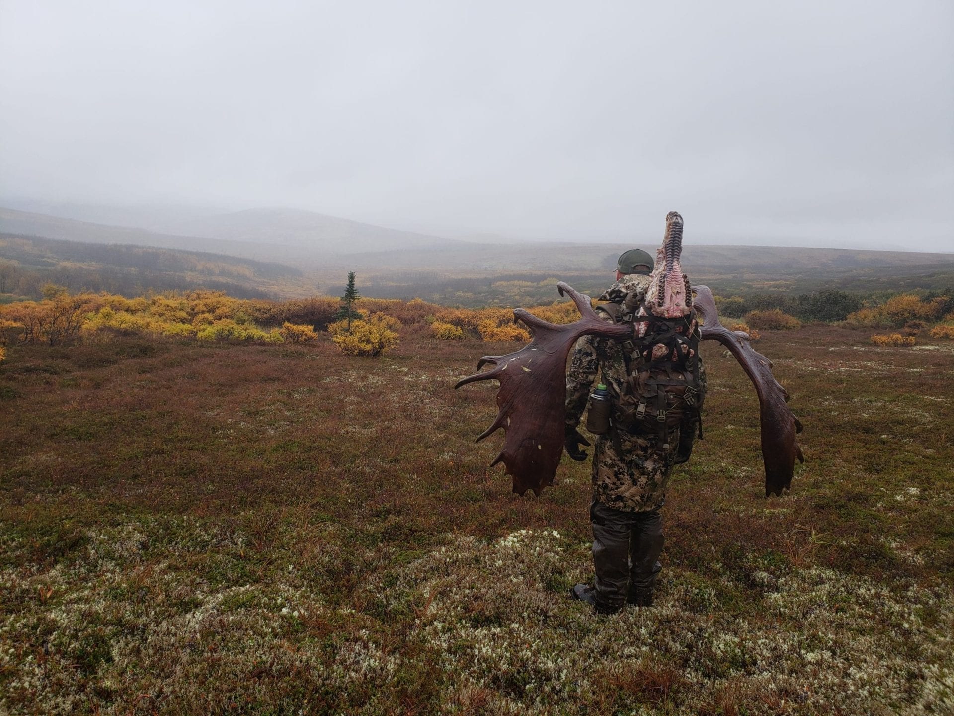 Packing out a huge moose