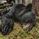 Alberta Bear Hunts