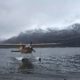 My Bittersweet Brown Bear Hunt on Kodiak Island