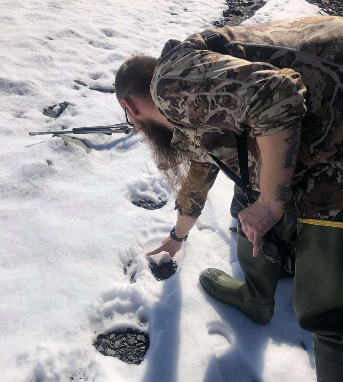 In the early spring, you will be looking for bears coming out of their dens. Often they will emerge, do some exploring and return again to the den, leaving tracks in the snow. Finding those tracks is fairly easy if you have good glass, but then it’s a long hike in the snowshoes and you hope the bear is still there.