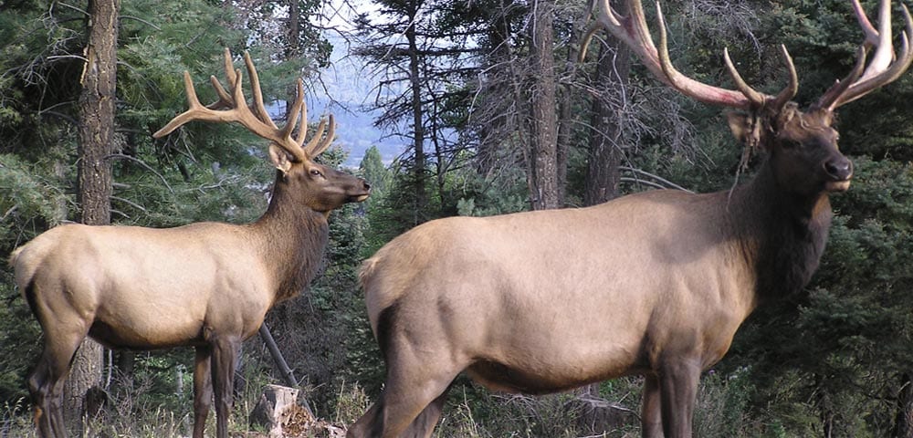 Elk Hunting in New Mexico on the Quinlan Ranch (2)