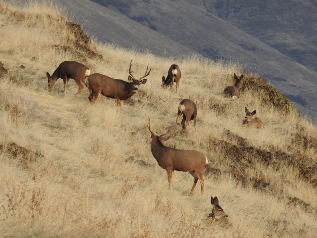 Idaho mule deer