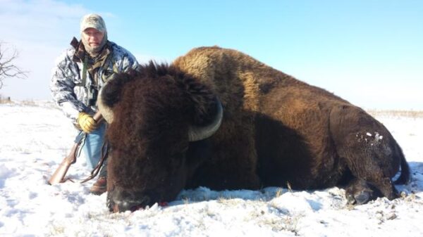 South Dakota bison hunting