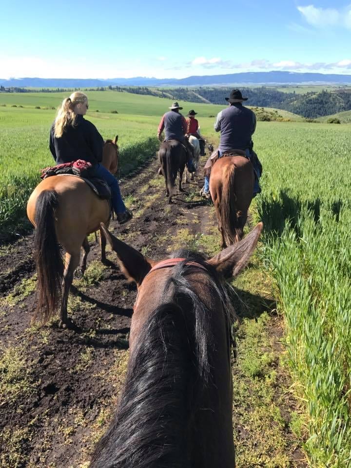 Western Cattle Drive