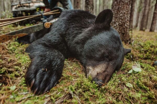 How To Hunt Black Bears » Outdoors International