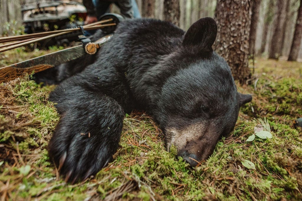 Black bear hunting in Alberta with a trad bow