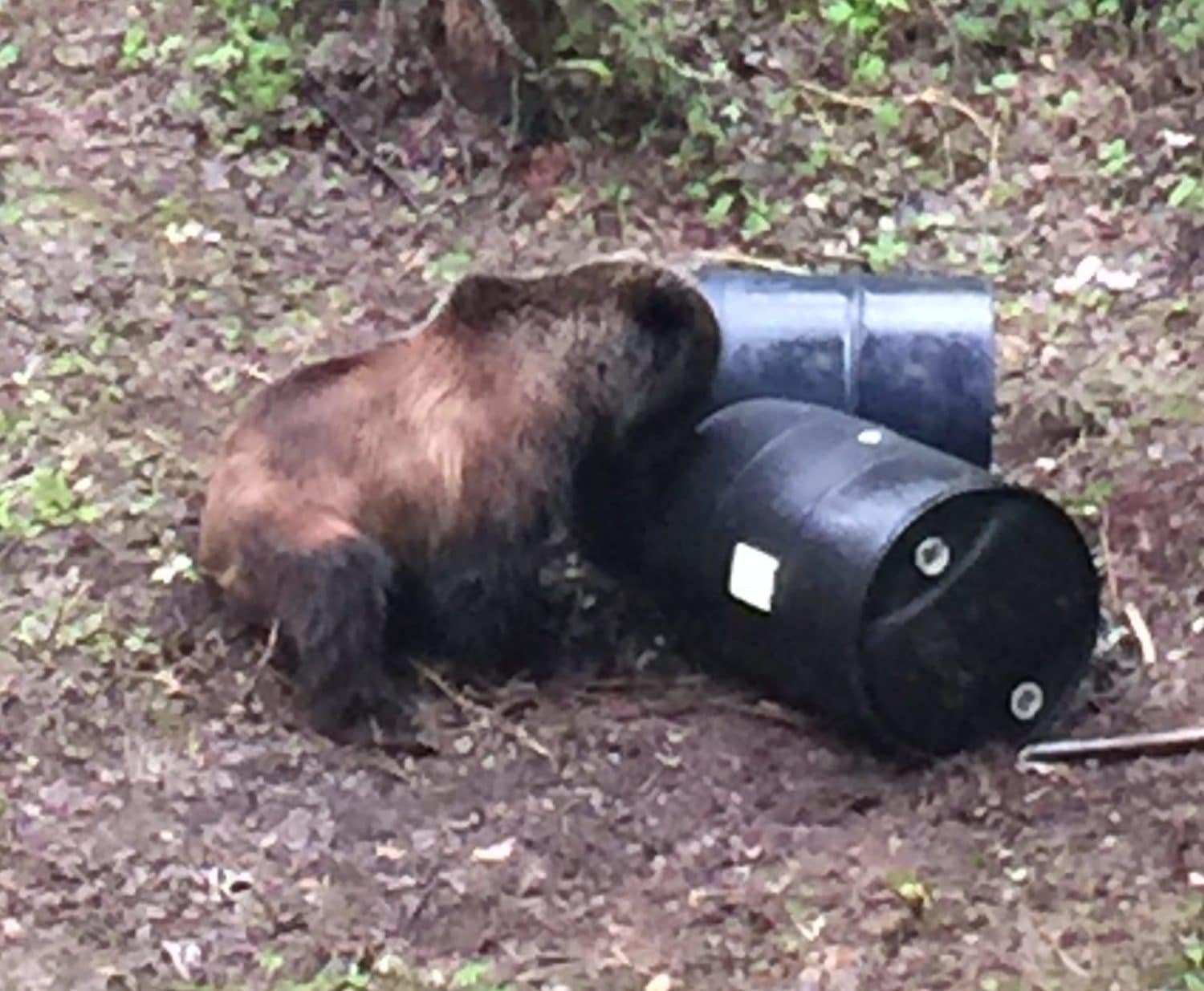 Black Bear Hunt Report by Greg Dorr » Outdoors International