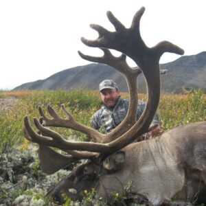 A nice velvet bull