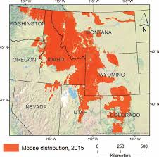 Shiras Moose Hunts » Outdoors International