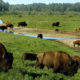 Bison Hunting Ranches