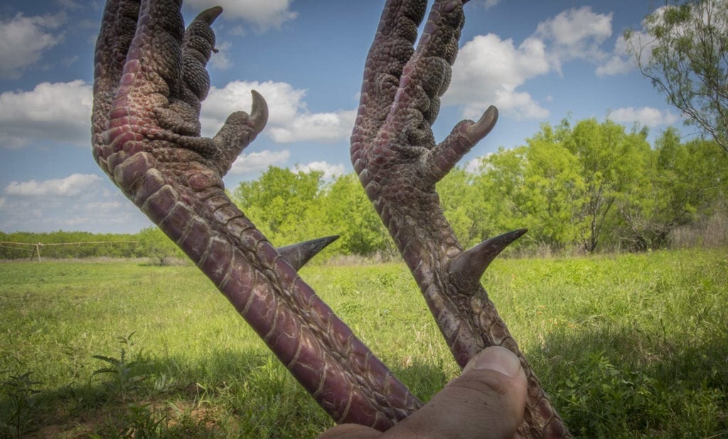 Hunting Turkeys in Texas