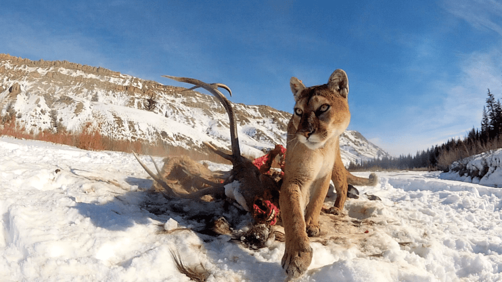 Mountain lion on an elk kill in the winter range.