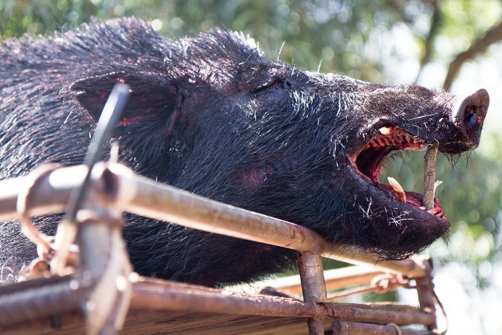 Wild boar hunting in Hawaii is a tradition that has been passed down for generations.