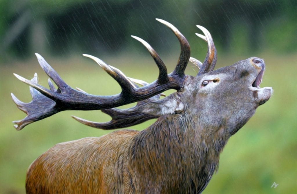 red-stag-hunt-reports-and-articles-outdoors-international