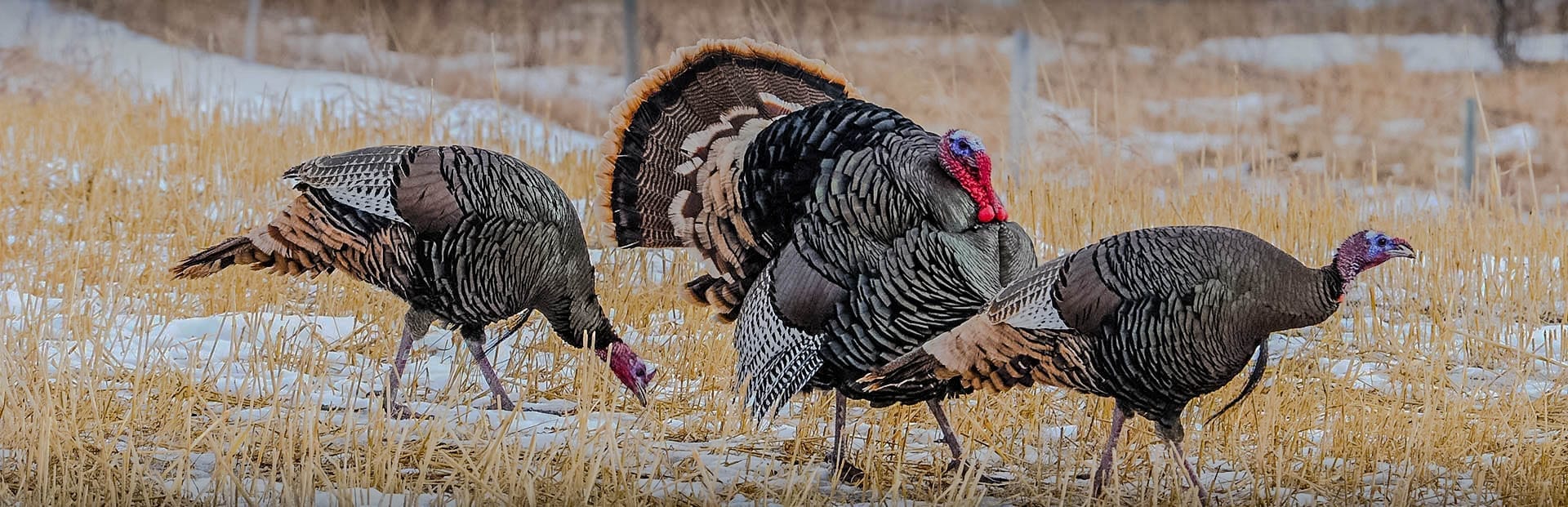 Kansas turkey hunting