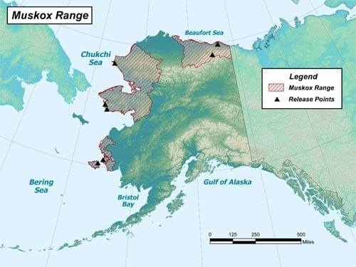 Muskox range in Alaska
