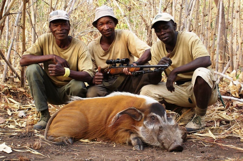 Red River Hog