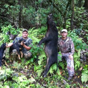 Hunting hogs in Hawaii