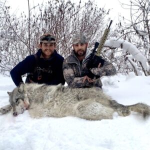 Wolf Hunt in Idaho