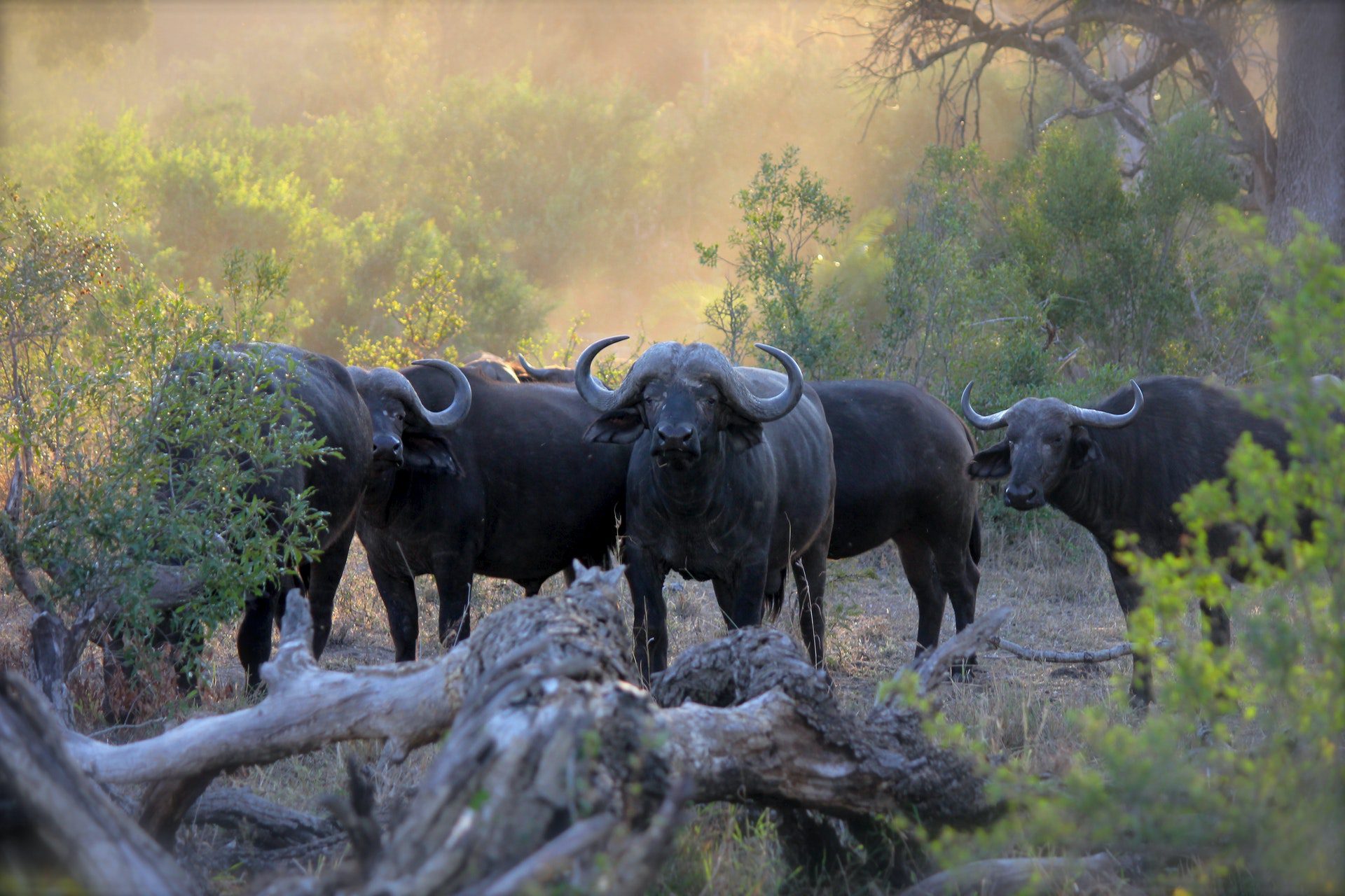 Hunting Safaris in Mozambique
