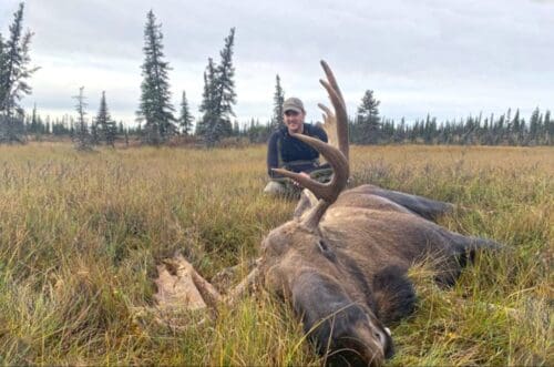 A nice AK moose
