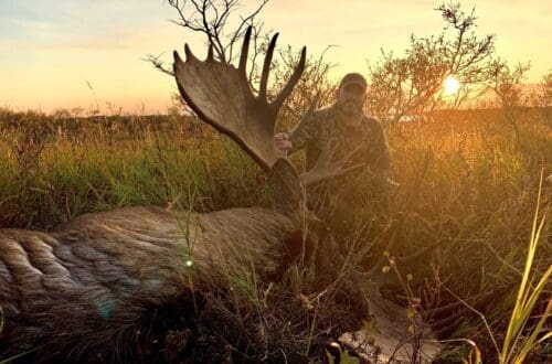 Moose at sunset.