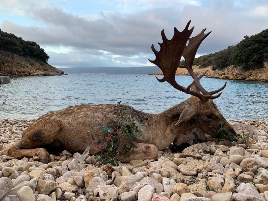 Big fallow buck taken in Croatia