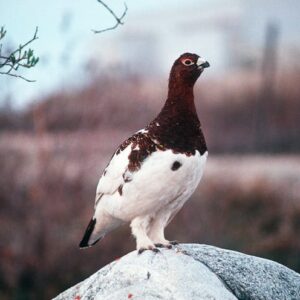 willow Ptarmigan
